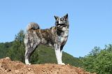AKITA INU 455